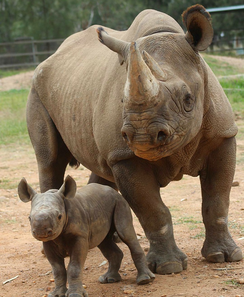 красивое фото носорога